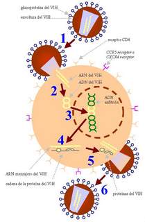 &iquest;Como actua el virus en c&eacute;lulas humanas?